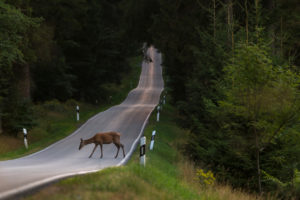 wildlife on the road animal accident avoid